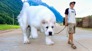 The 10 Most Gorgeous White Dog Breeds by ViralBe 3,695 views 13 days ago 5 minutes, 50 seconds