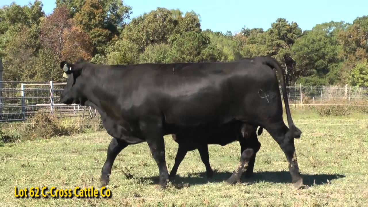 Lot 62 C Cross Cattle Co YouTube