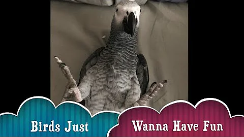 Birds Just Wanna Have Fun