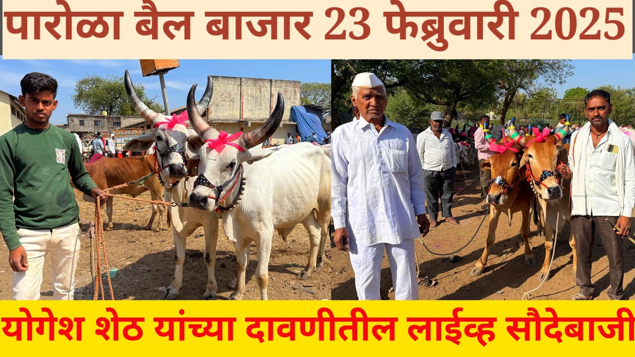 भाग 2 live 🔴 पारोळा बैल बाजार 23 फेब्रुवारी 2025 || माळवी, गावरान खिल्लार बैलबाजार 👈