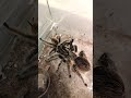 Tliltocatl albopilosus (ex. Вrachypelma albopilosum) самец и самка