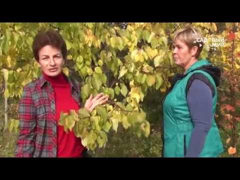 Вопрос: Почему в ( на ) Украине хорошо растут абрикосы?