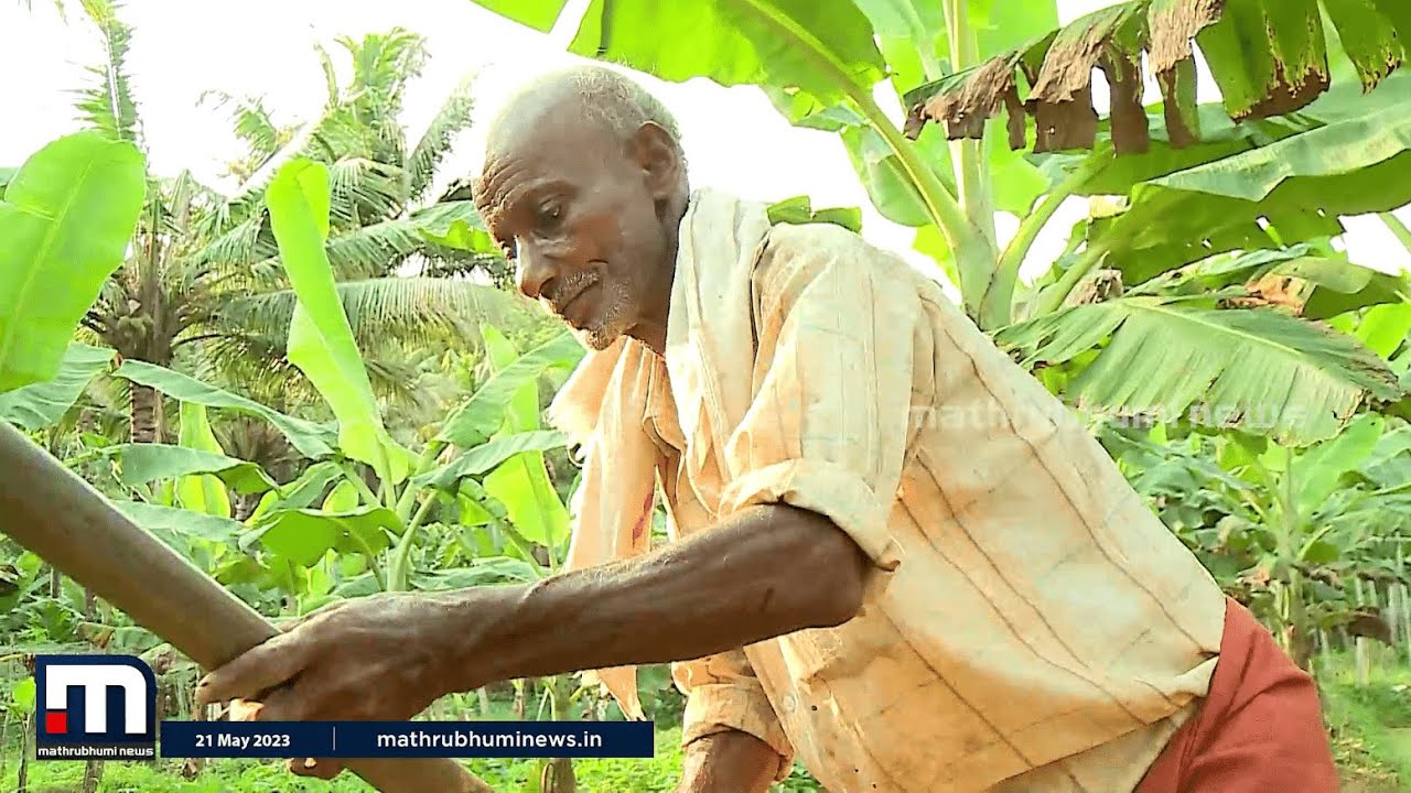 സ്വന്തം പേരെഴുതാൻ അറിയില്ല.. പക്ഷേ, കുട്ടേട്ടന്റെ കൃഷിപ്പെരുമ സൗദിയോളം നീളും ! | Krishibhoomi