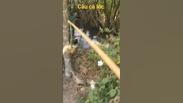 câu cá lóc bằng vịt ở miền tây#shorts