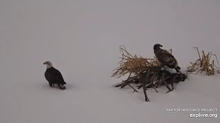 Two young eagles on the frozen Mississippi River Mississippi River Flyway Cam powered by EXPLORE org