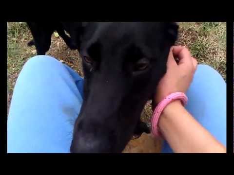 camera iphone 8 plus apk Duke - ADOPTED!