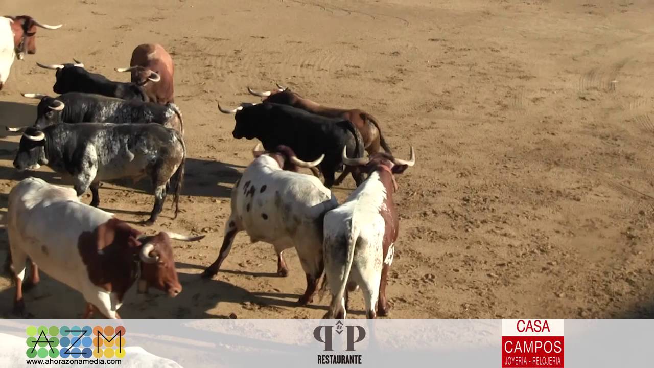 13 08 16 Desencajonamiento #Tafalla