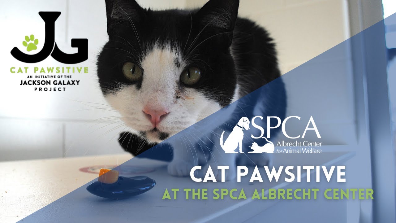 Cat Pawsitive: What We've Learned So Far!