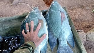 3. 2. 1. FRITO GARANTIDO PESCA COM ESTILINGUE SLINGSHOT FISHING 🇧🇷