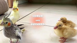 What Happens when Cockatiels Encounter Baby Ducks