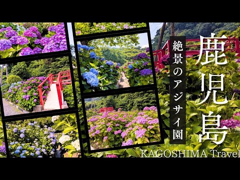 【鹿屋市観光】いこいの里園(あじさい園)【鹿児島観光】/ kagoshima travel