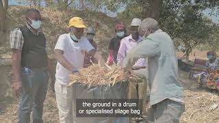 Zambia Dairy - Making Stover Silage - Bemba