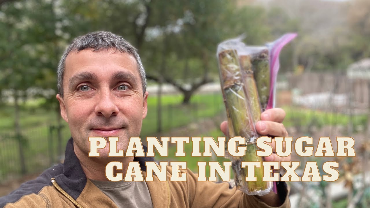 Planting sugar cane in Texas YouTube