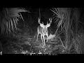 Browning Recon Force and Moultrie 999i Trail Camera Pickup