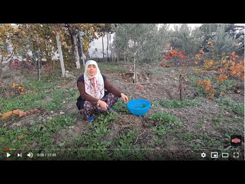 Video: Çeşme Otu Çeşitleri: Büyümek İçin Popüler Çeşme Otu Türleri