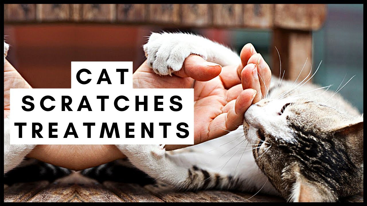 How to Treat a Cat Scratch: 6 Vet-Approved Steps - Catster