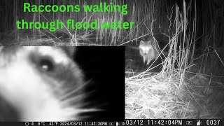 Raccoons walk through flooding