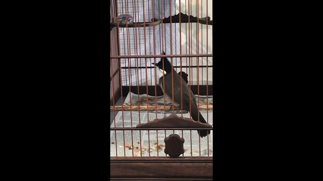 Chào mào Thầy kích ché, kích hót, luyện giọng cho chim tơ Chào mào 