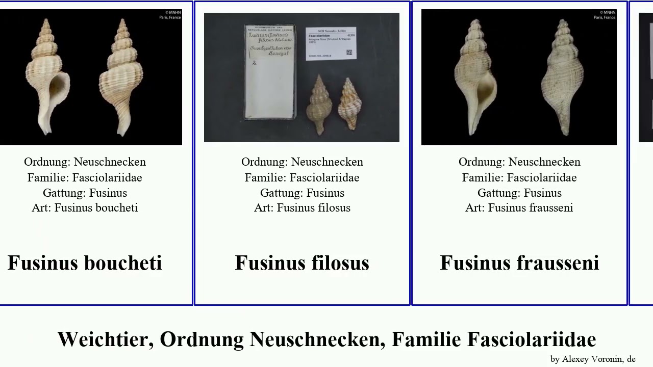 Weichtier, Ordnung Neuschnecken, Familie Fasciolariidae fusinus peristernia mollusca pulchella