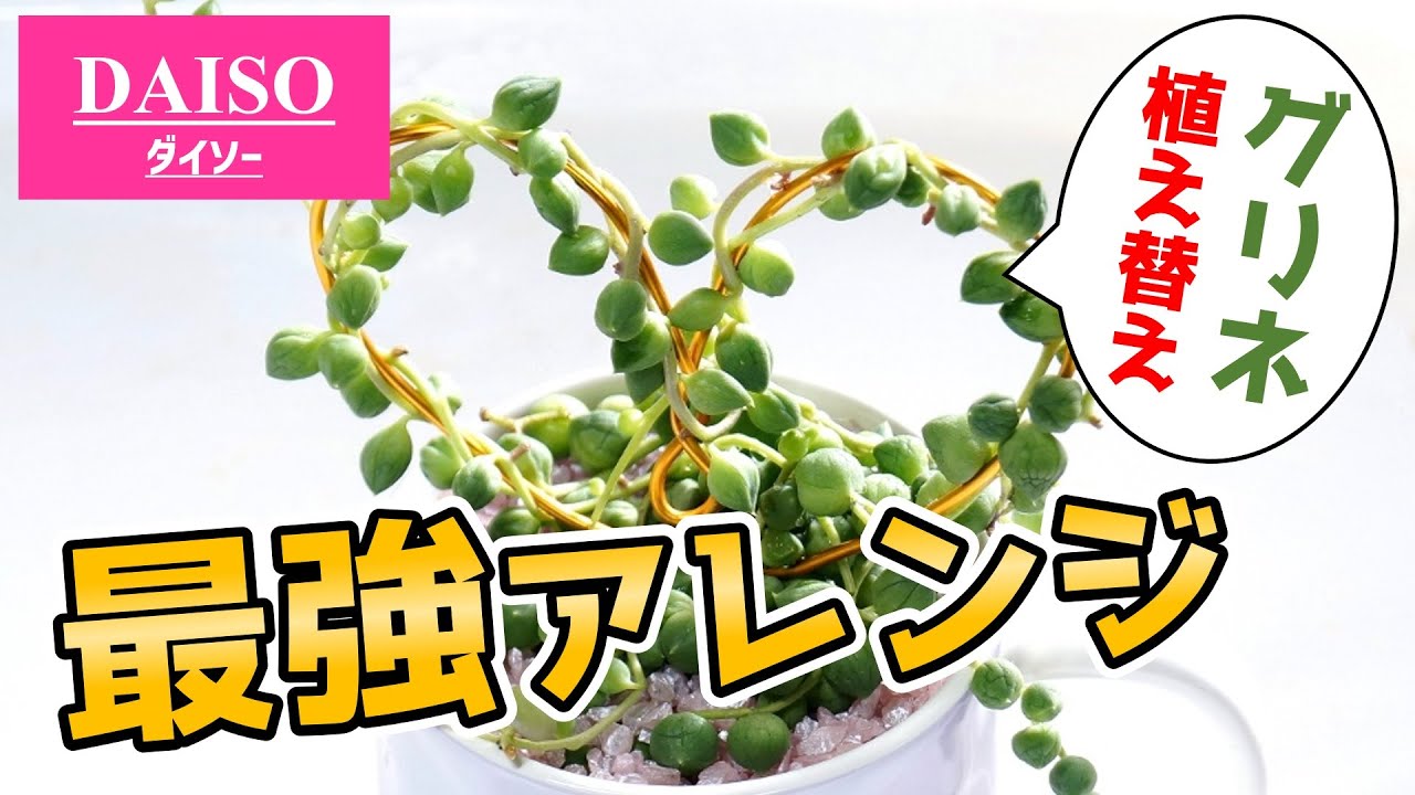 コスパ最強！グリーンネックレスの簡単アレンジがこちら♪【多肉植物
