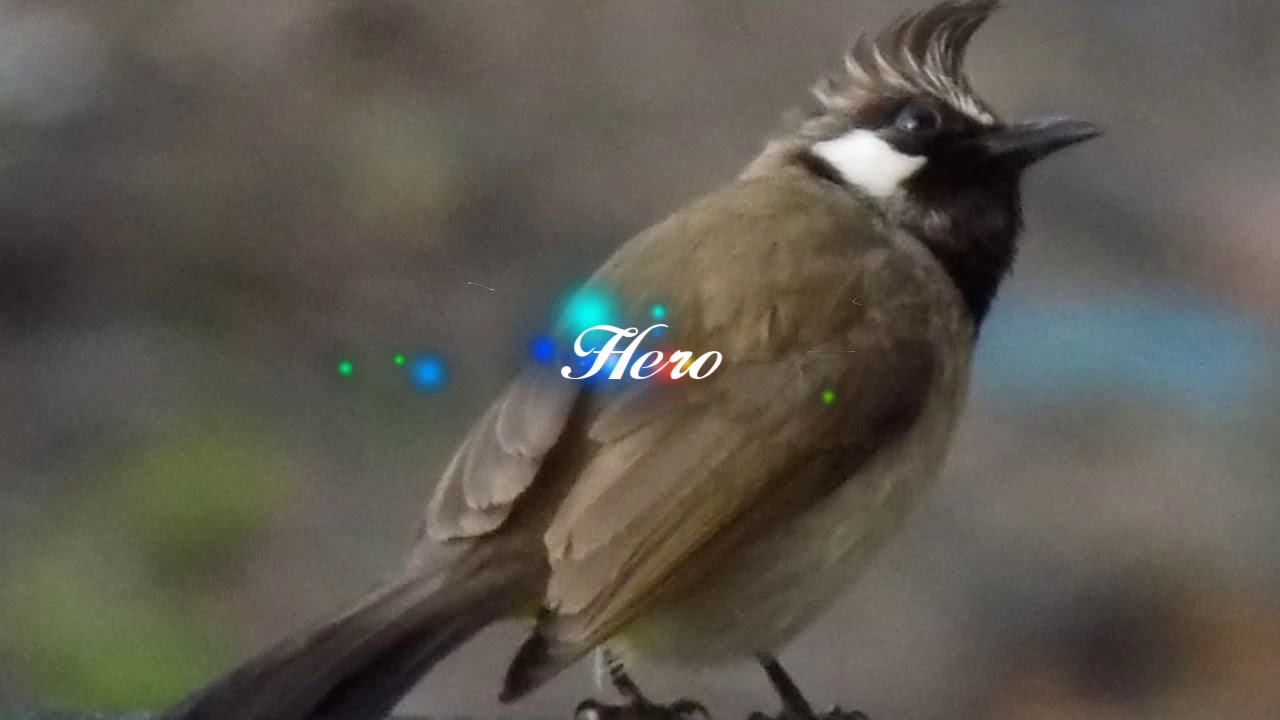 Musical love story of Himalayan Bulbul 💞