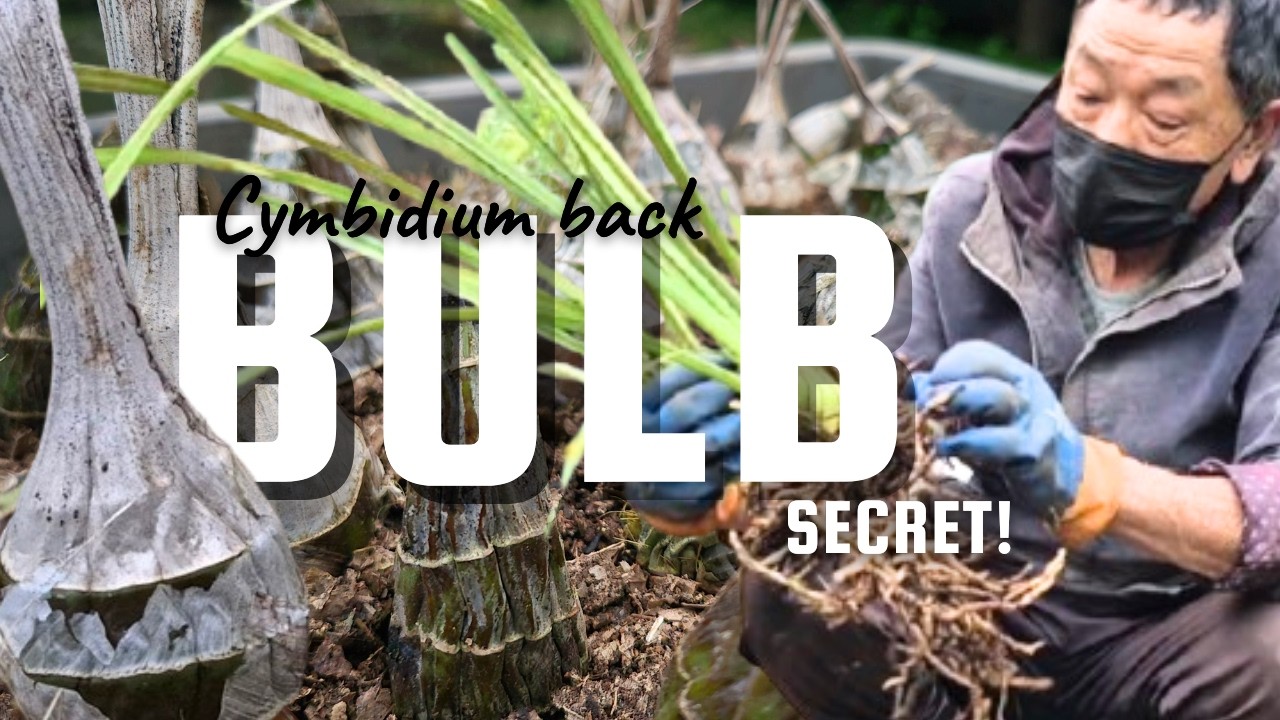 Why Your Cymbidium Is Not Flowering? Check the Bulbs!