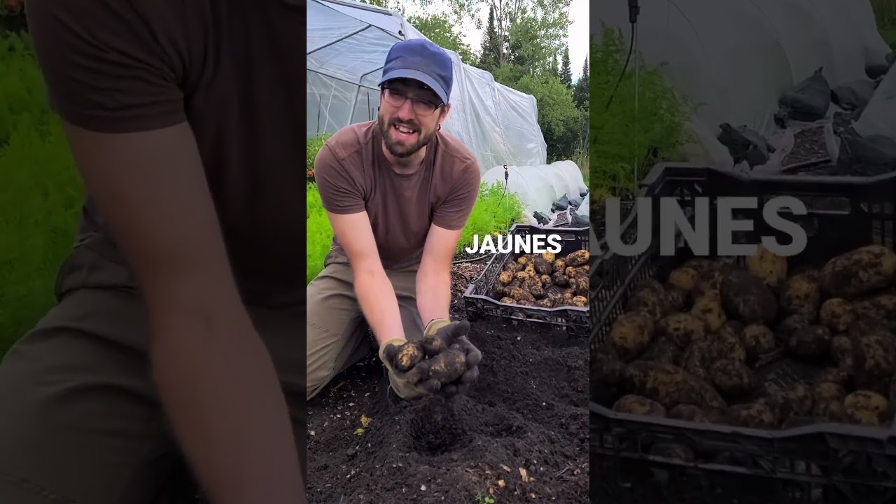 C'est la RÉCOLTE des POMMES DE TERRE!