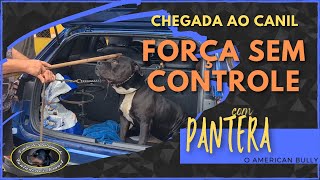 PANTERA  American Bully  Chegada ao Canil