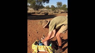 Baby Kangaroos Swaddled for a Nap || ViralHog