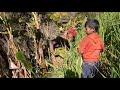 Harvesting banana || Green leaves tree || Happy family videos EP105 || Nepali Village