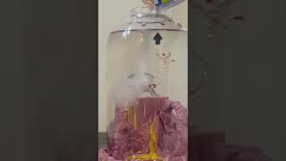 Sea Monkeys Day 1 Instant Live Pets