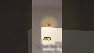 90% CHANCE He Might Steal Your Soul 💔 @kungfuphia #shortsfeed #mosquito #bugs #kylokpi