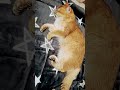 🐱⭐️Adorable Chinchilla Cat sweet#cats #funny  ##funnycats