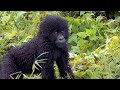 Endangered Mountain Gorillas Are Increasing in Population