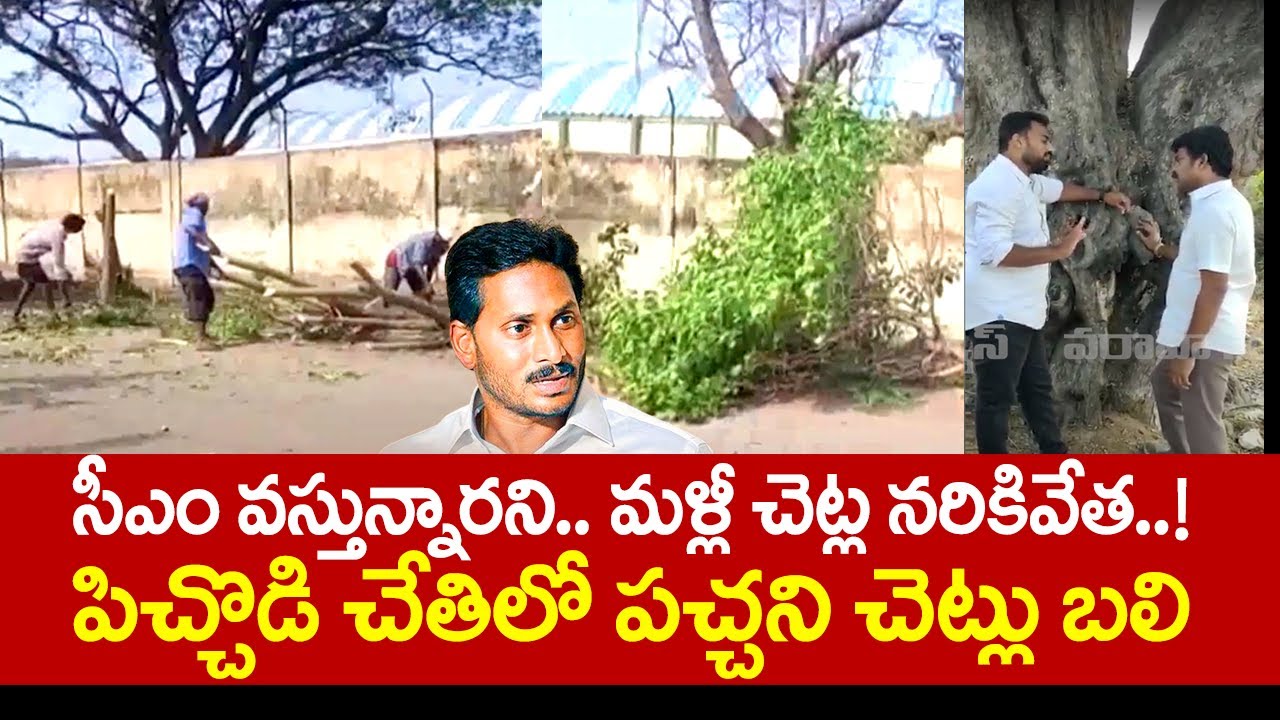 పిచ్చొడి చేతిలో పచ్చని చెట్లు బలి | CM YS Jagan Tour Trees Cut Down at Tenali | Varahi News