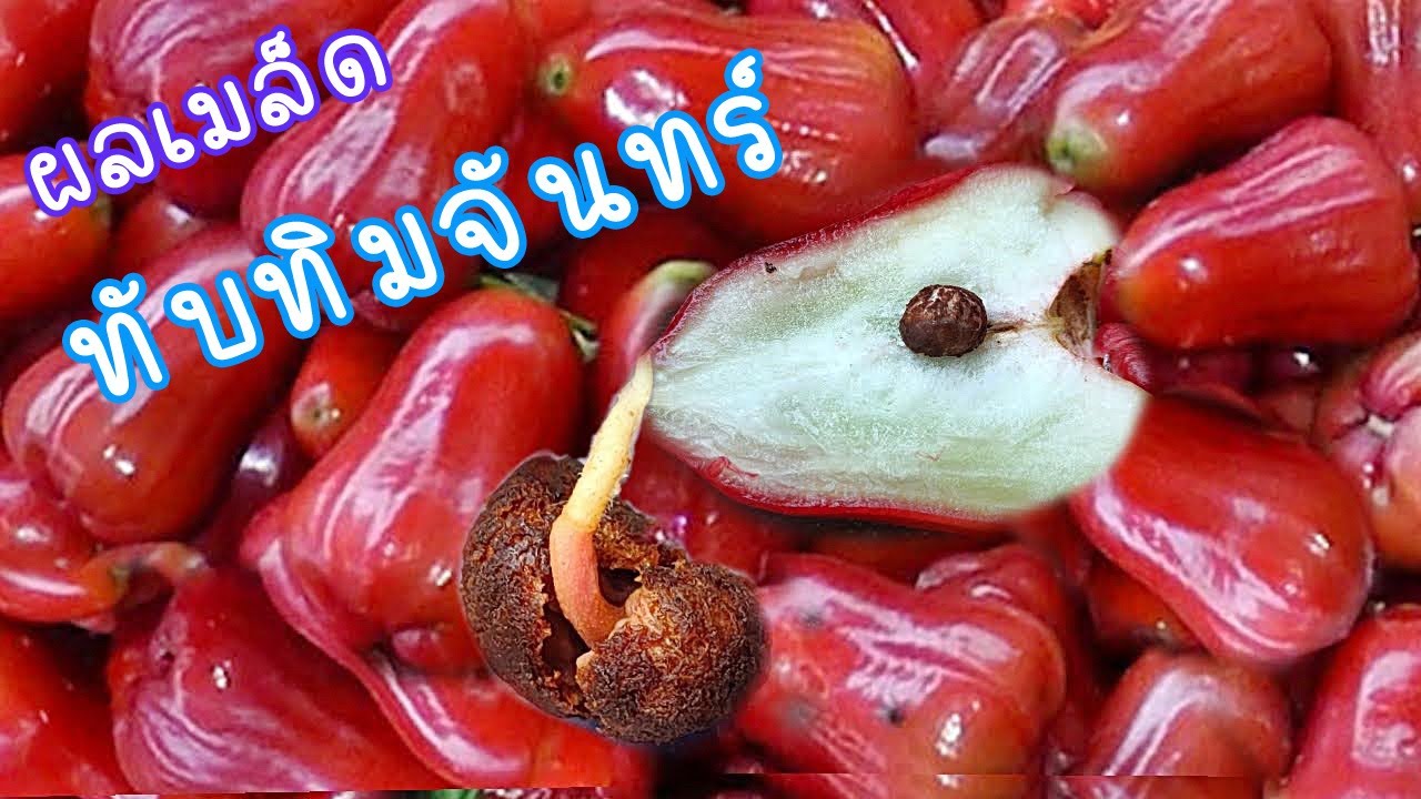 Tubtim Chandra Rose Apples | วิธีเพาะเมล็ดชมพู่ทับทิมจันทร์