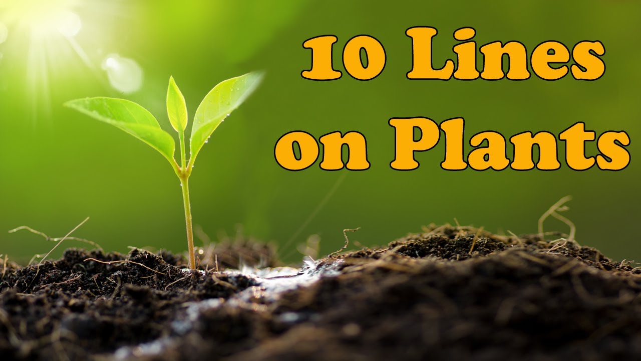 10 Uses Of Plants For Class 1 10 Uses Of Plants For Class 1