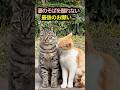 「行かないで…」夫猫の最後の願い
