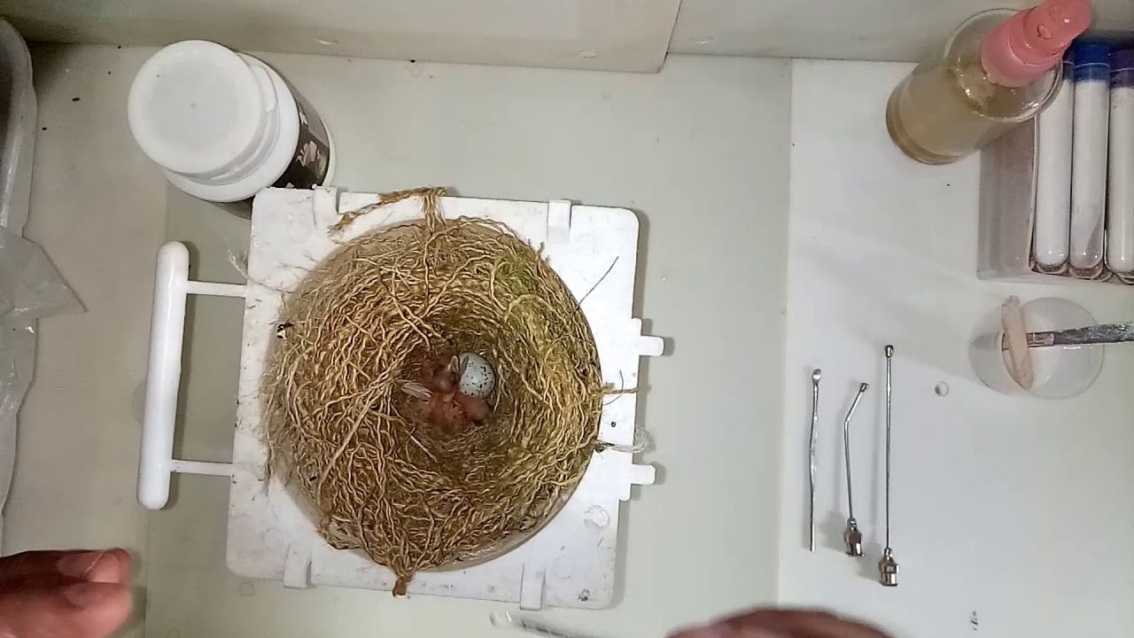 كيفية اطعام فراخ الحسون في اليوم الاول /المرحلة الاولة،1،/