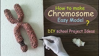 Making Chromosome Model | Styrofoam Carving