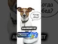 Животные смогут разговаривать