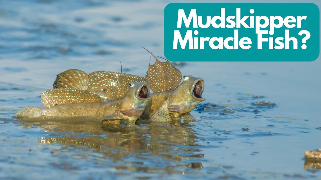 Micral Fish The Miracle Fish: Mudskipper Can Walk on Land - YouTube