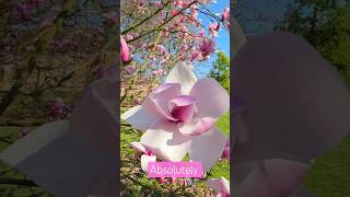 These Magnolia Flowers Are Absolutely Stunning 🌸 #asmr #nature