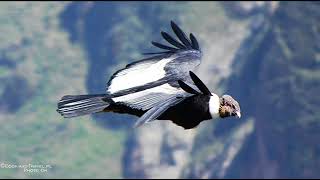 Ei Condor Pa Po Polsku