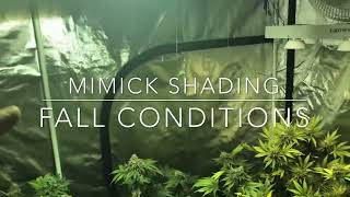 Cannabis Late Flowering   Tips & Tricks to Maximize Terpenes, THC, and Yields  Jake Grentree