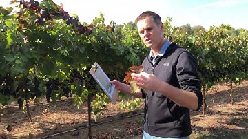 Grapevine Leafroll Virus Spread - October 2019