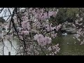 Sakura - season end in chiba park / wh update