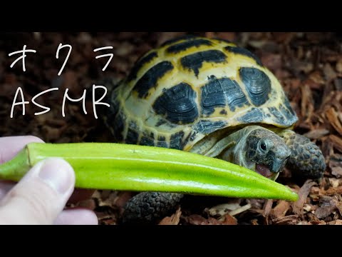 【ASMR】リクガメにオクラを与えたので咀嚼音を聞いてみてください/Tortoise Eating Okra