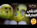 النتايه الحارقه الانثى العنيده الطيره العطال الكير الحارق 