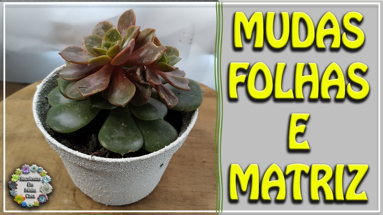 Echeveria Zesta - Mont - Vampire Red - Taking Cuttings and Leaves